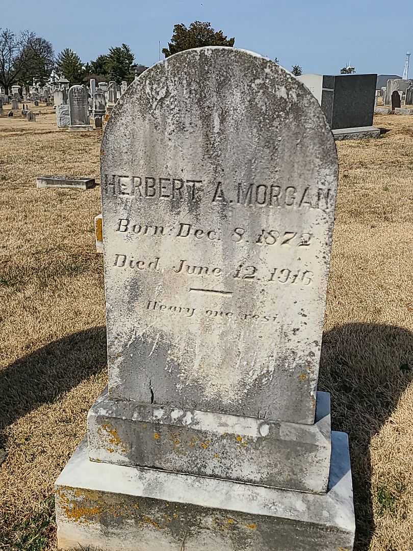 Herbert A. Morgan's grave. Photo 3